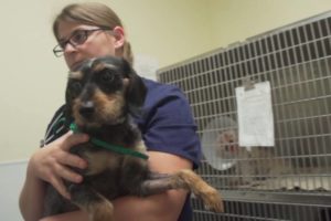 Houston SPCA: The Explorers