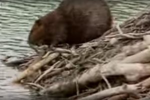 How Do Beavers Build A Damn | BBC