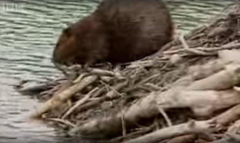 How Do Beavers Build A Damn | BBC