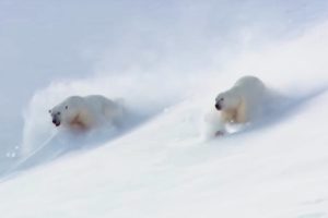 How To Play Like a Polar Bears! | Animal Attraction | BBC