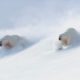 How To Play Like a Polar Bears! | Animal Attraction | BBC