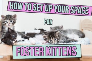 How to Set Up Space for Foster Kittens