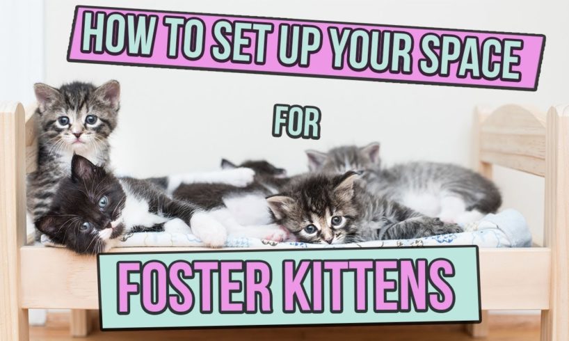 How to Set Up Space for Foster Kittens