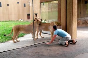 How to play with lions at the zoo