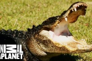 Huge 9 Foot Long Gator Rescued From Family Pond | Gator Boys