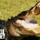 Huge 9 Foot Long Gator Rescued From Family Pond | Gator Boys
