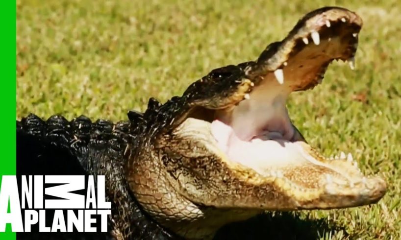 Huge 9 Foot Long Gator Rescued From Family Pond | Gator Boys