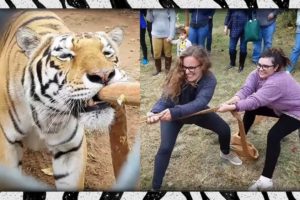 Humans vs. Tigers! ? Tiger Tug-o-War