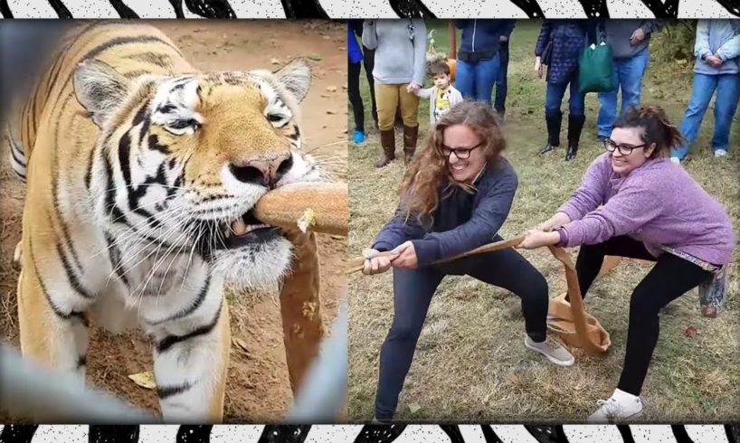 Humans vs. Tigers! ? Tiger Tug-o-War
