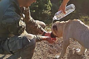 Hungry And Thirsty! Turkish Soldiers Rescued a Abandoned Dog! The dog thanks the soldiers! #2019