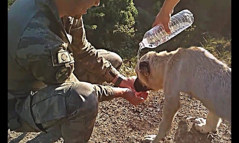 Hungry And Thirsty! Turkish Soldiers Rescued a Abandoned Dog! The dog thanks the soldiers! #2019