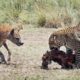 Hungry leopard has to fight off hyena determined to steal its meal