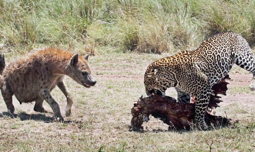 Hungry leopard has to fight off hyena determined to steal its meal