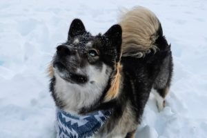 Husky Puppy First Time Playing in Snow! Kakoa's Cute Reaction!