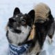 Husky Puppy First Time Playing in Snow! Kakoa's Cute Reaction!