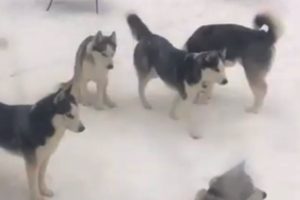 Husky dogs play hide-and-seek in the snow