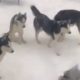 Husky dogs play hide-and-seek in the snow