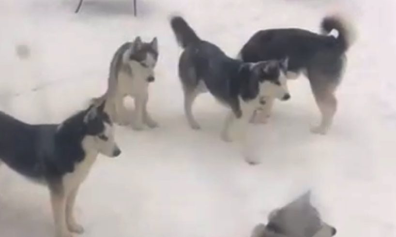 Husky dogs play hide-and-seek in the snow