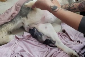 Husky giving birth to cute puppies
