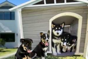 I Built a Dog House for our 7 Husky Puppies