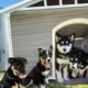 I Built a Dog House for our 7 Husky Puppies