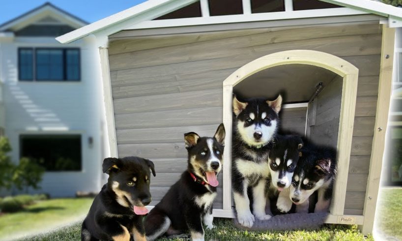 I Built a Dog House for our 7 Husky Puppies