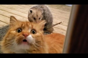 I swear you have NEVER SEEN ANIMALS THAT FUNNY! - It's TIME TO LAUGH!