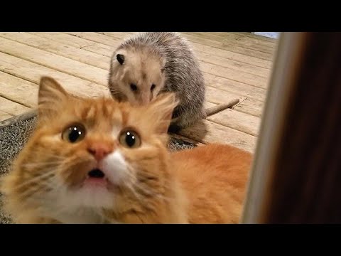 I swear you have NEVER SEEN ANIMALS THAT FUNNY! - It's TIME TO LAUGH!