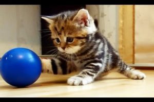 I'm Paris: the  most playful Cute and Funny girl Kitten