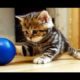 I'm Paris: the  most playful Cute and Funny girl Kitten
