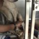 IFAW South Africa - "Warrior": Dog Buried Alive Rescued by Clinic Staff