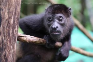 International Animal Rescue's Refuge for Wildlife in Costa Rica