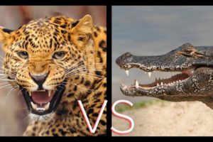 JAGUAR VS CROC | Animal Fights | Love Nature