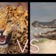 JAGUAR VS CROC | Animal Fights | Love Nature