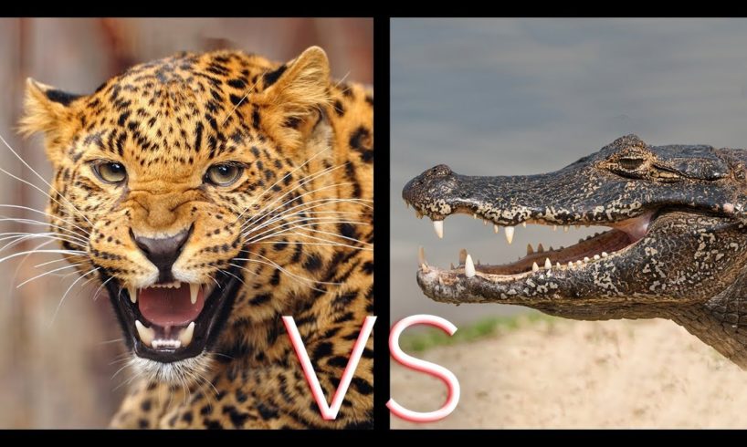 JAGUAR VS CROC | Animal Fights | Love Nature