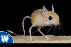 JERBOA - Hopping Desert Rodent, Cute But Deadly!!