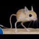 JERBOA - Hopping Desert Rodent, Cute But Deadly!!