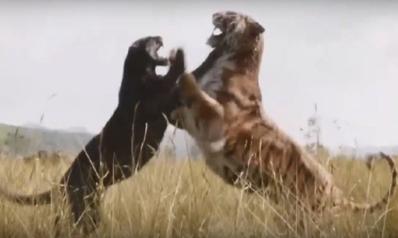 Jaguar vs Tiger Fight To Death - Wild Animals Attack