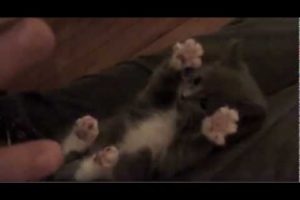Kitten Surprise HQ Cutest Kitten Video