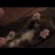 Kitten Surprise HQ Cutest Kitten Video