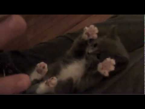 Kitten Surprise HQ Cutest Kitten Video