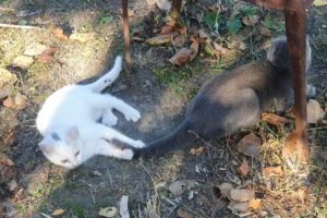 Kitten and dog play with cat's tail