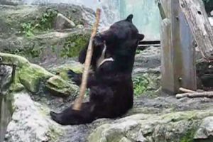 Kung Fu Bear- Unedited Footage(NOT FAKE!)-ORIGINAL