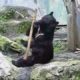 Kung Fu Bear- Unedited Footage(NOT FAKE!)-ORIGINAL