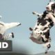 Kung Pow: Enter the Fist (4/5) Movie CLIP - Cow Fight (2002) HD