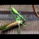 Kungfu Mantis vs Katydid Real fight the best animal fight who will win