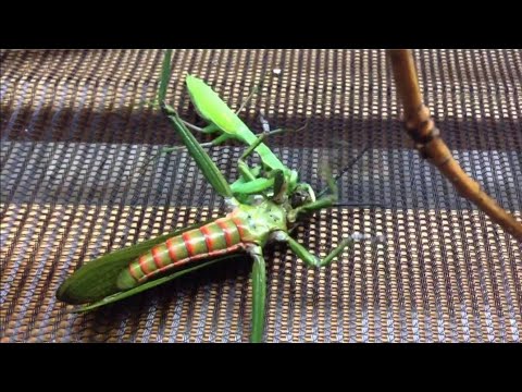 Kungfu Mantis vs Katydid Real fight the best animal fight who will win