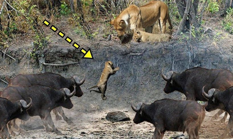 KİNG LİON vs BUFFALO | Most Amazing Wild Animal Attacks - Wild Animals Fights #5HD 2019