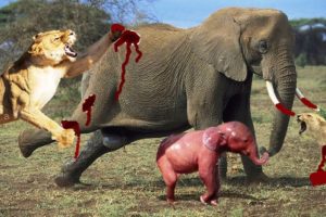 LIVE:Animal Fight-Lion vs Elephant-if you are scared don't watch this,National Geographic Animals