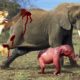 LIVE:Animal Fight-Lion vs Elephant-if you are scared don't watch this,National Geographic Animals